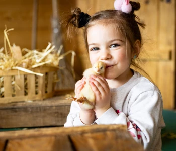 Une petite fille tient un poussin dans ses mains et l’embrasse tendrement.